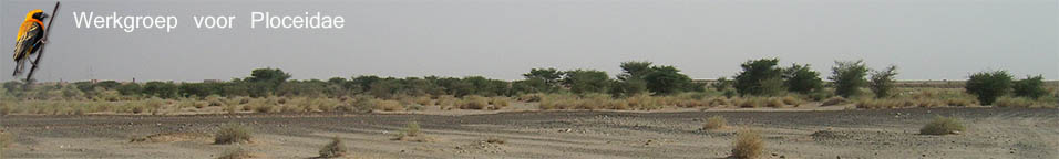 Banner acacia savanne
